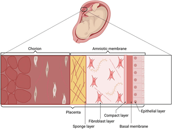 Placenta and amniotic membrane diagram.